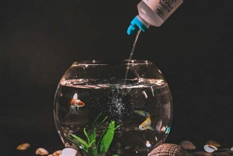 魚缸可以養什麼|新手養魚懶人包!帶你了解養魚需要什麼水族用品清單